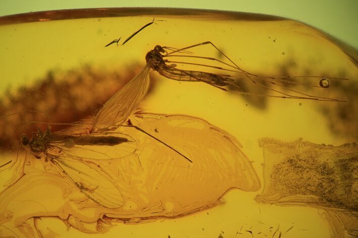 Two Fossil Crane Flies (Limoniidae) In Baltic Amber #73320
